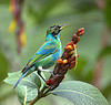 Green Honeycreeper