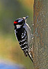 Downy Woodpecker