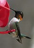 Ruby Throated Hummingbird