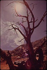 dead_tree_arizona